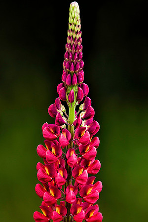 Lupine