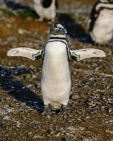 Magellanic Penguin 2