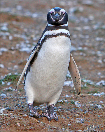 Magellanic Penguin