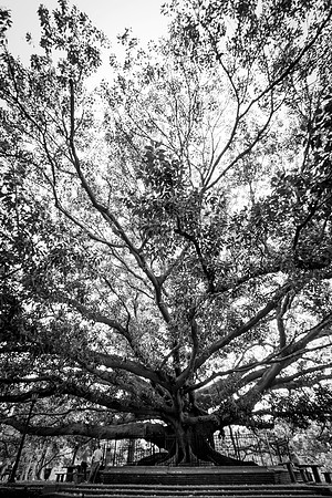 Tree in Barrancas de Belgrano - Buenos Aires