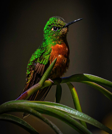 Machu Piccu - Chestnut-breasted Coronet Hummingbird
