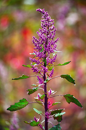 Peru - Quinoa