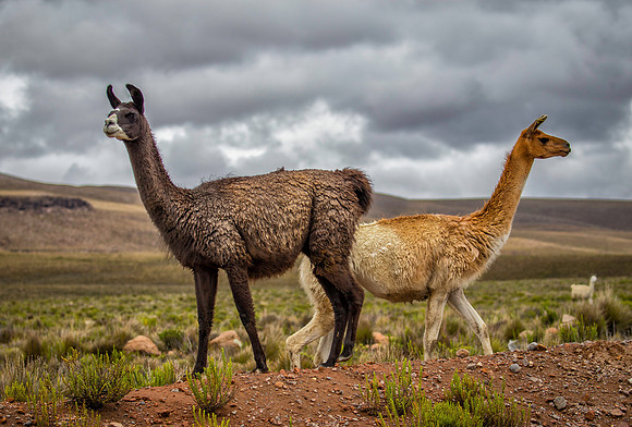 Peru - LLamas