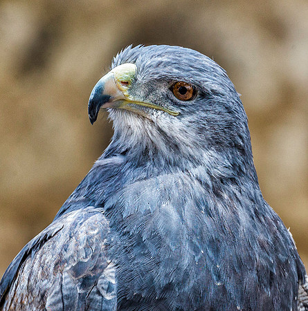 Peru - Black-breasted Eagle-buzzard