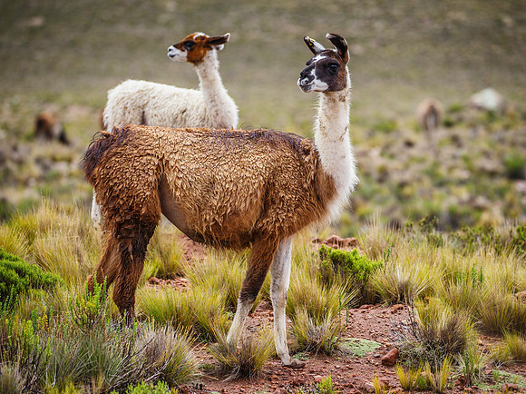 Peru- Llamas