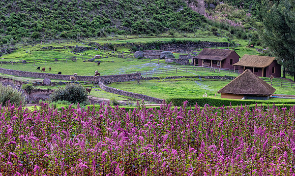Peru - Quinoa