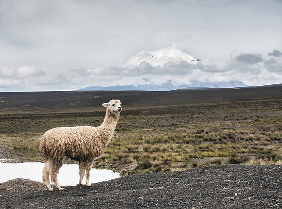 Peru