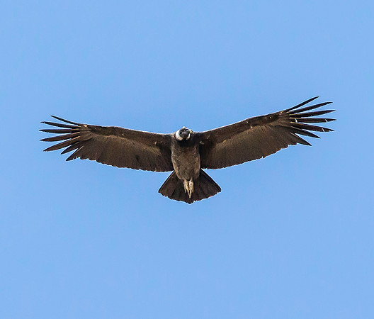 Peru - Condor at Colca Canyon
