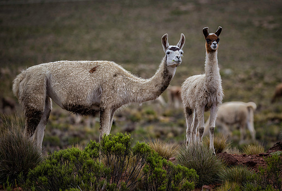 Peru - Llamas
