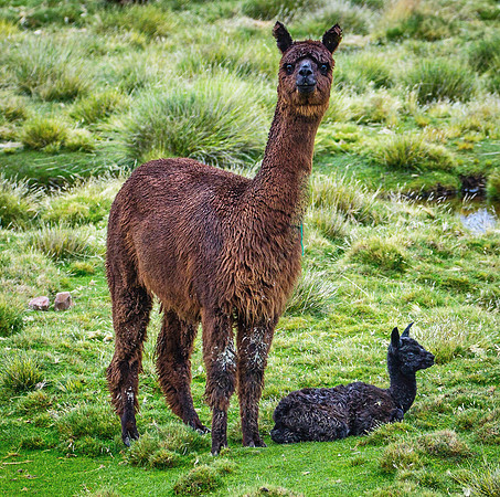 Peru - Alpaca and  her cria.