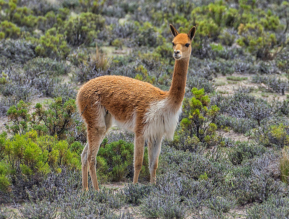 Peru- Vicunas
