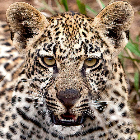 Leopard Cub Portrait 2