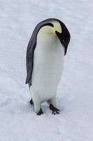 Emperor Penguin 1