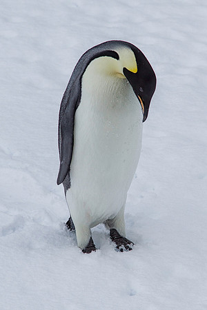 Emperor Penguin 1