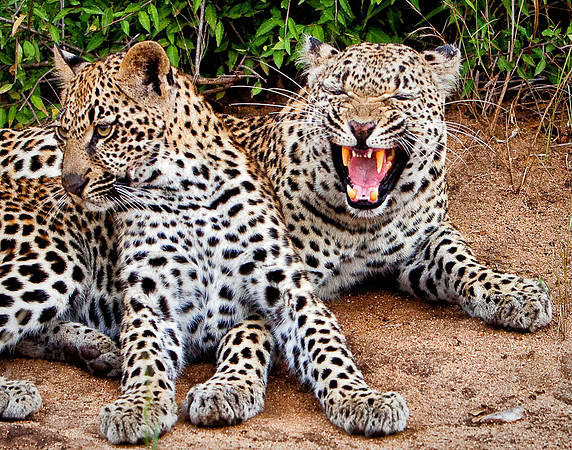 Leopard and Cub