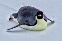 Emperor Penguin Tobogganing