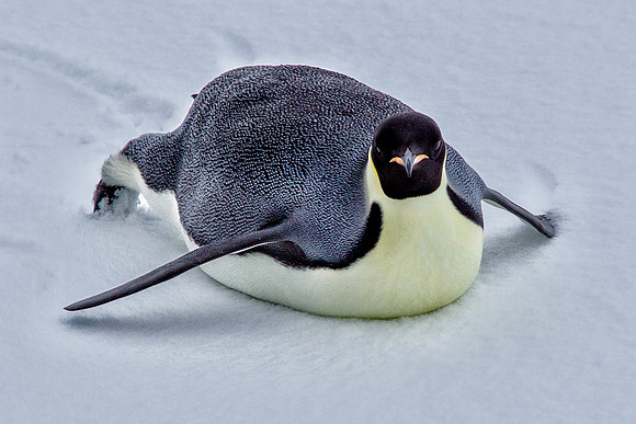 Emperor Penguin Tobogganing