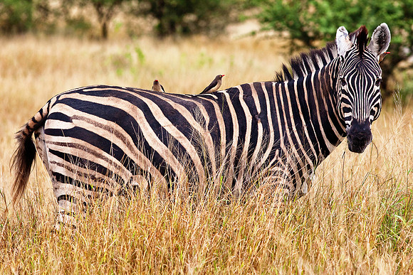 Zebra with Red-billed Oxpeckers
