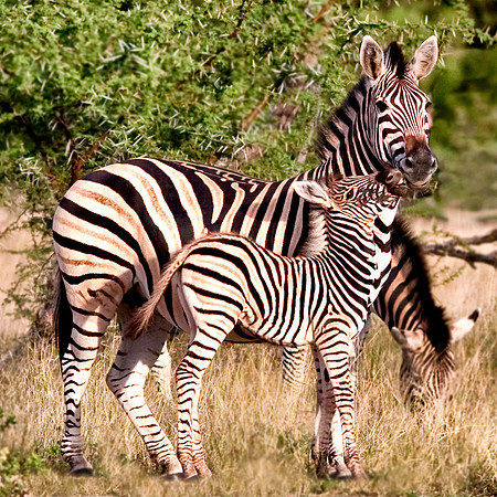 Zebra and Foal 1