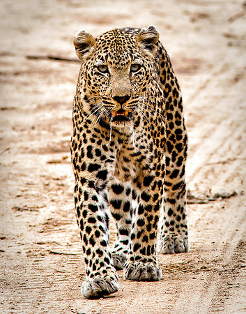 Female Leopard Walking