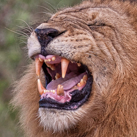 Lion's Teeth