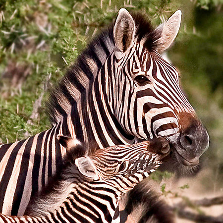 Zebra and Foal 3