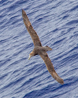 Southern Giant Petrel in the Drake Passage