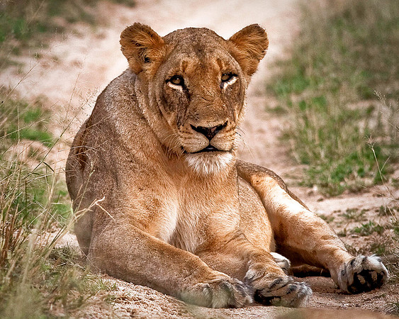 Lioness Reclining