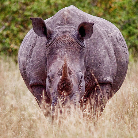 Rhinoceros